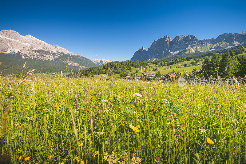 在Dolomites上最大的高山草地之一，以Sassolungo和Sassopiatto山峰为背景的Seiser Alm (Alpe di Siusi在意大利)绿色草地和花田。